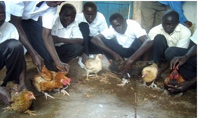 chicken-picture